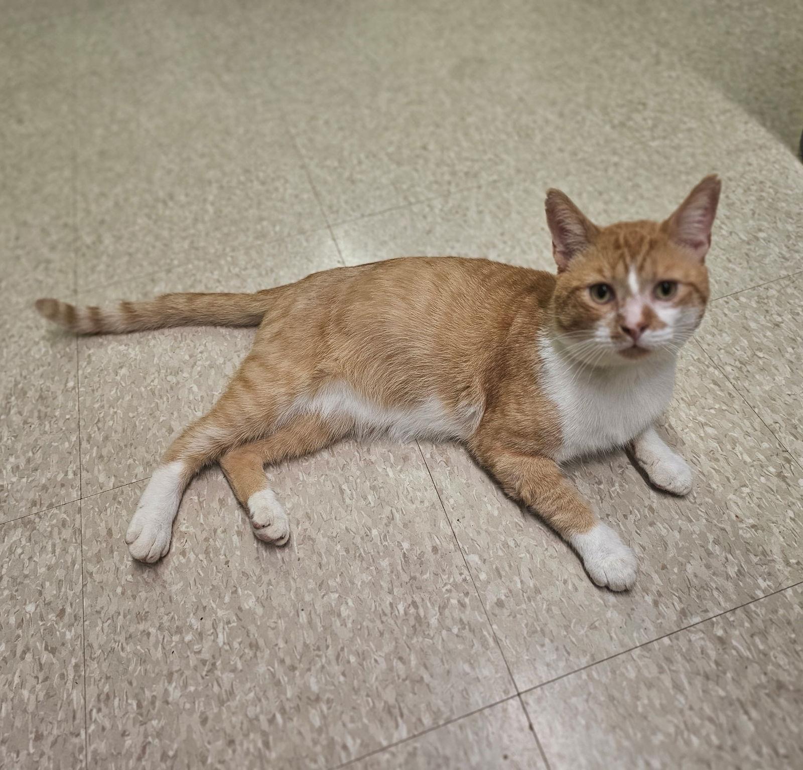 Duck, a Adoptable Domestic Short Hair in Social Circle, GA image 1/3