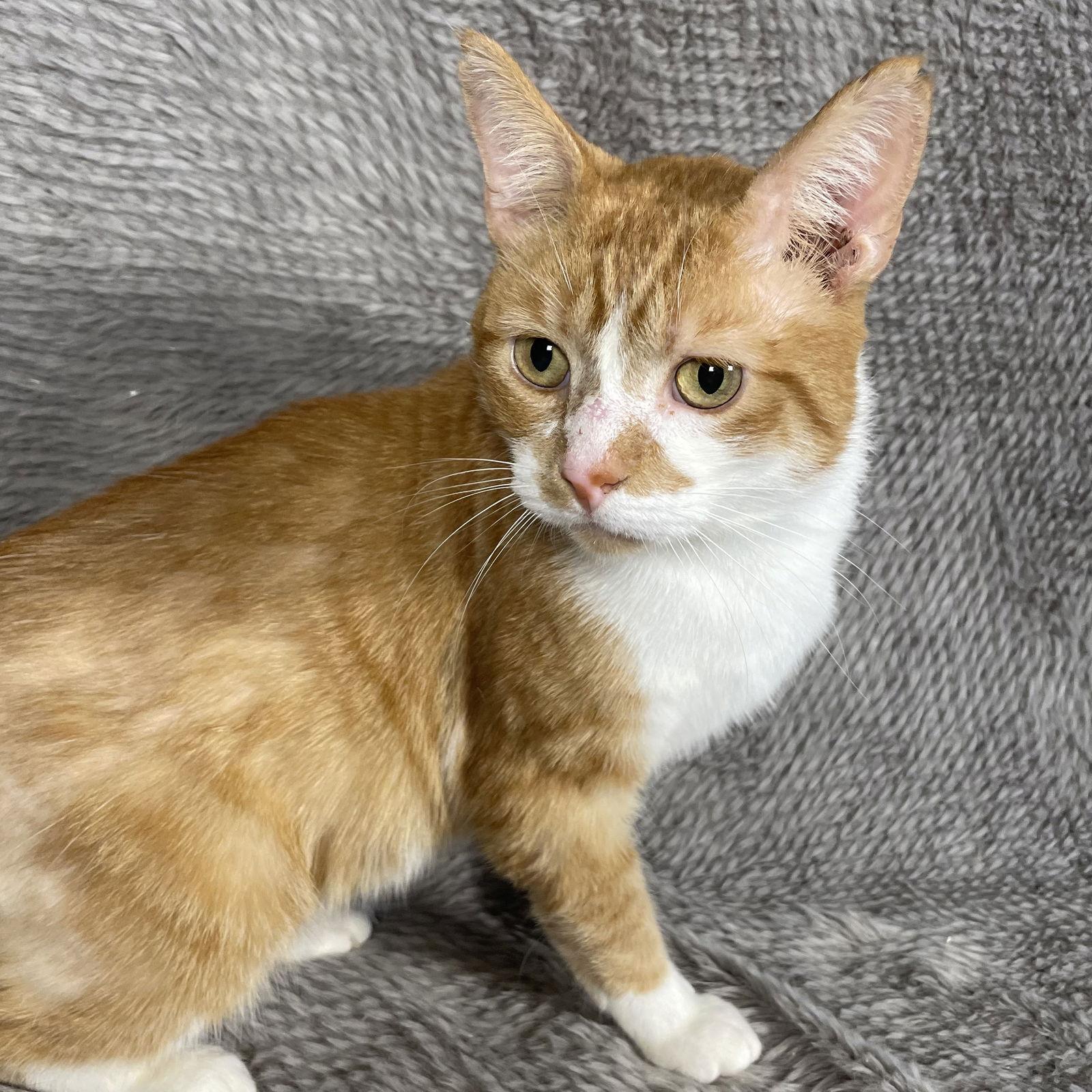 Duck, Adoptable, Adult Male Domestic Short Hair.