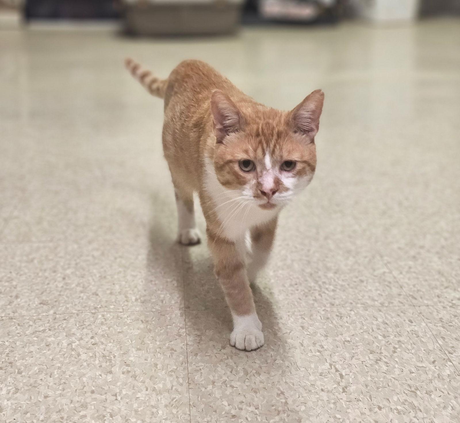 Duck, a Adoptable Domestic Short Hair in Social Circle, GA image 2/3