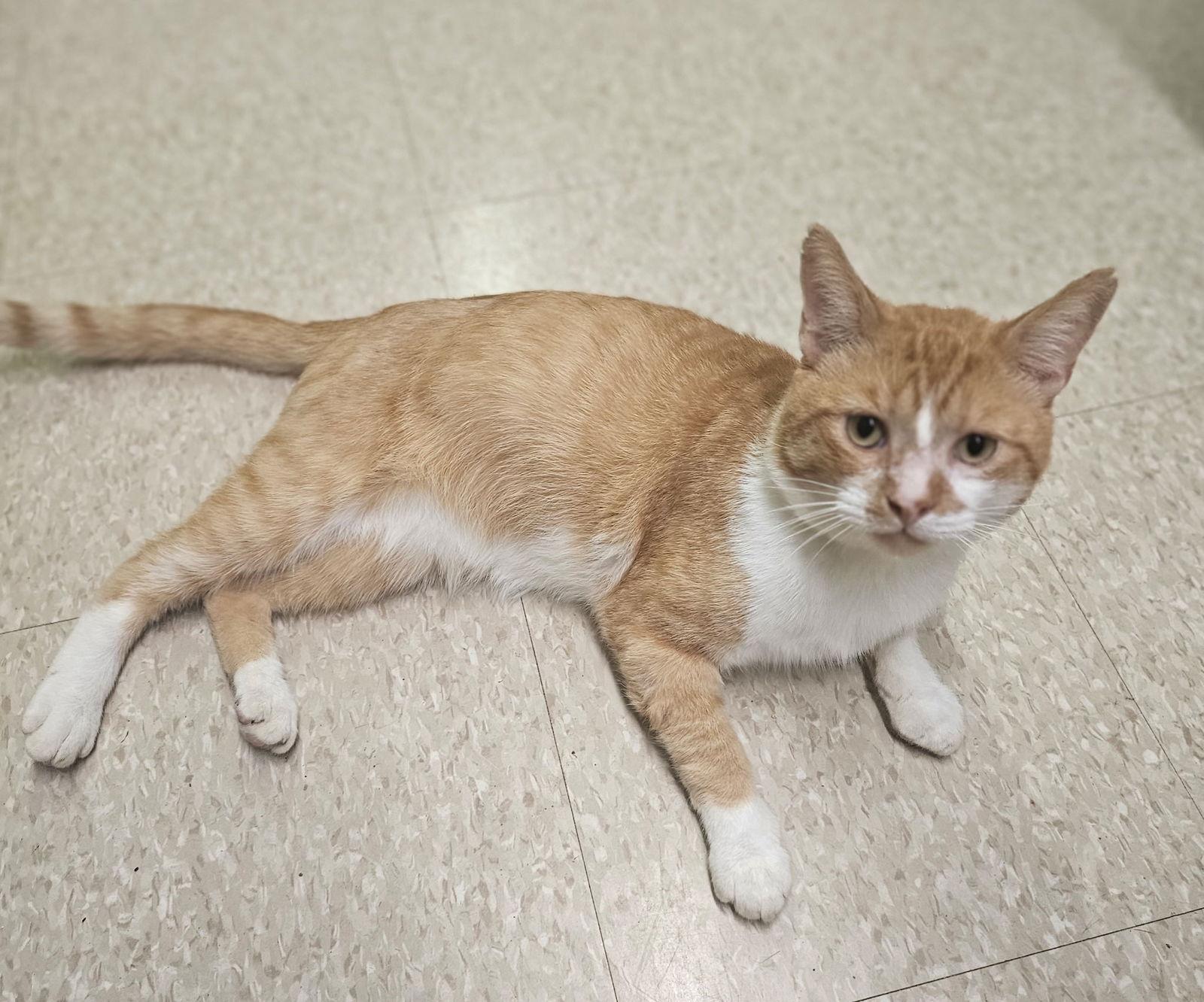 Enlarge Duck, a Adoptable Domestic Short Hair in Social Circle, GA image 2/3