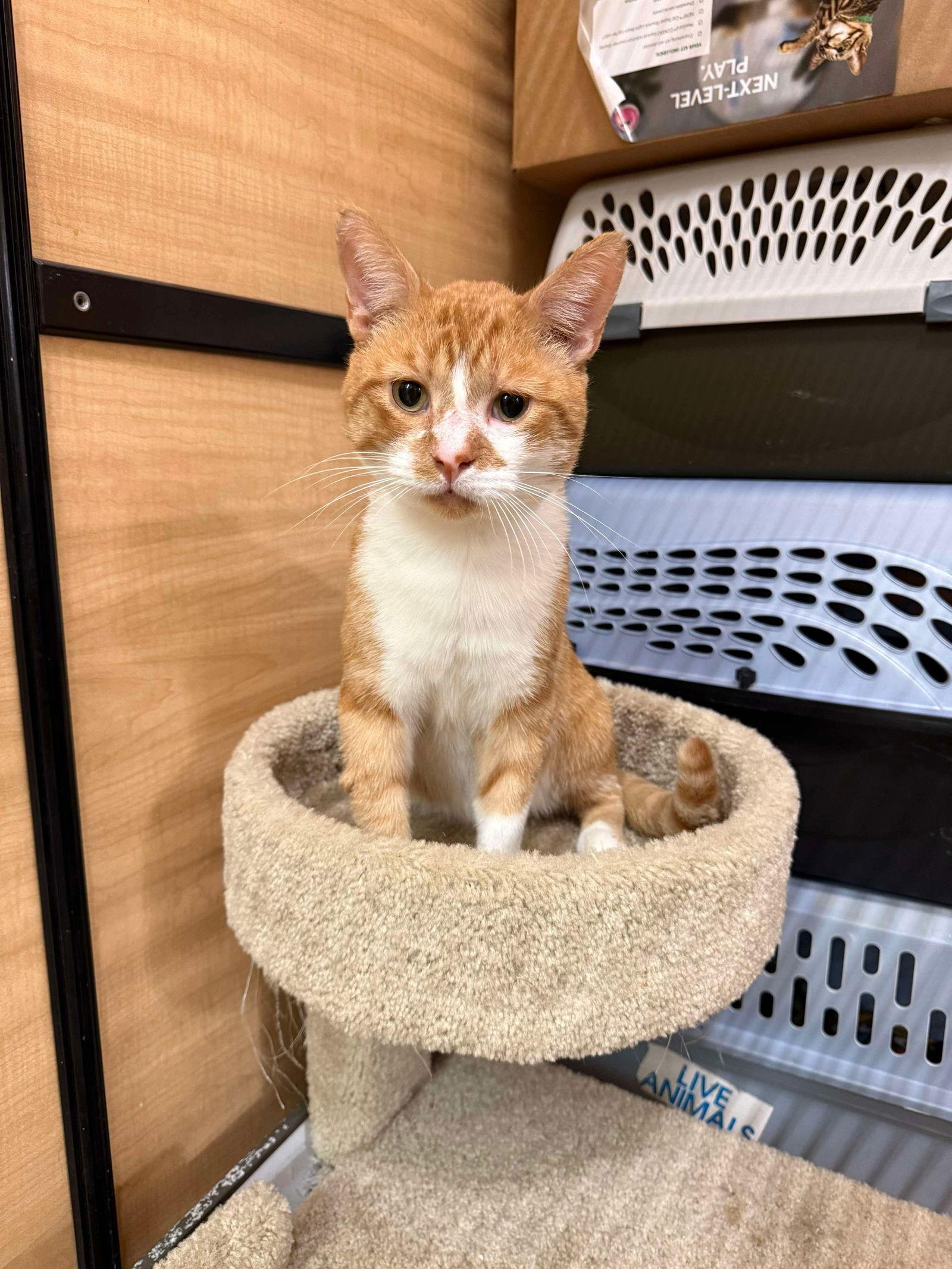 Enlarge Duck, a Adoptable Domestic Short Hair in Social Circle, GA image 3/3