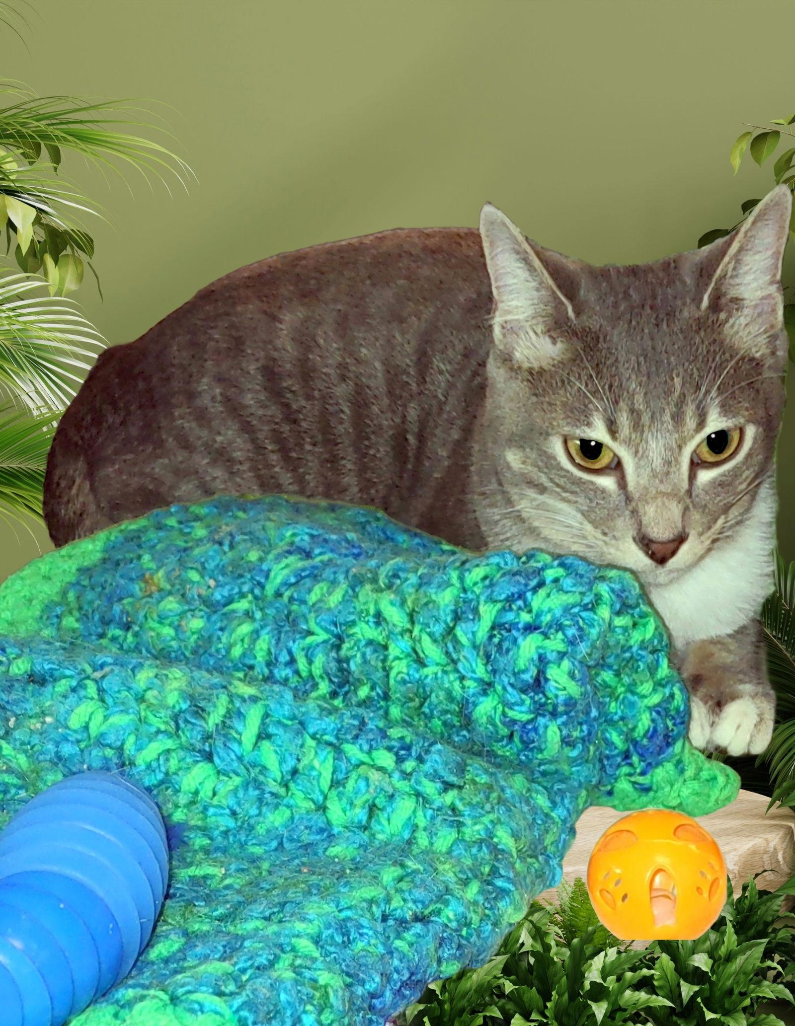 Milo, Adopted, Young Male Tabby & Domestic Short Hair.