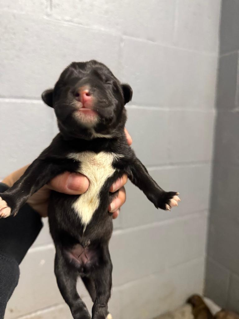 Etta, Adoptable, Puppy Female Black Mouth Cur.