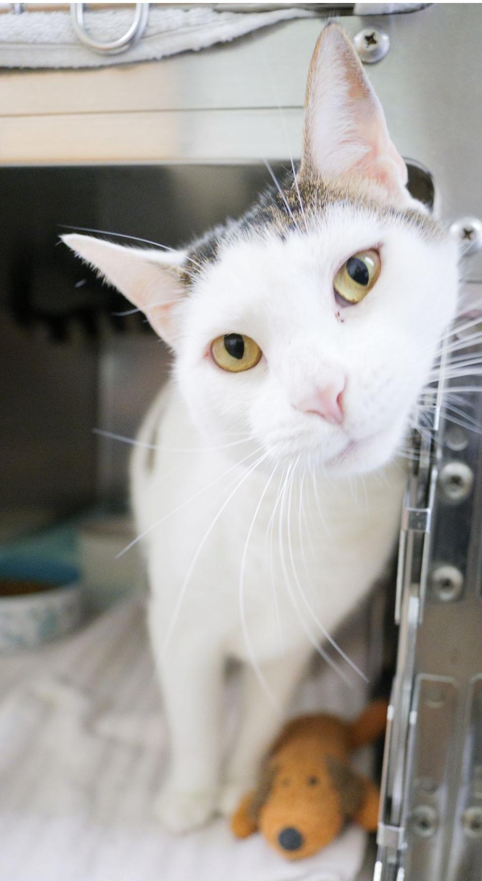 Donald, an adopted Domestic Short Hair in Valdosta, GA image 4/6