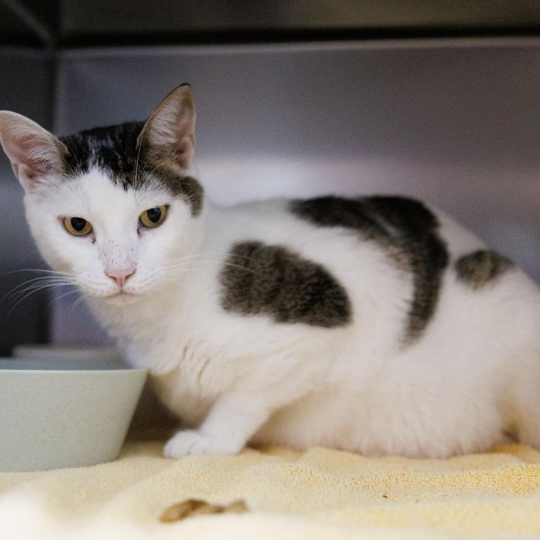 Donald, a Adoptable Domestic Short Hair in Valdosta, GA image 1/3