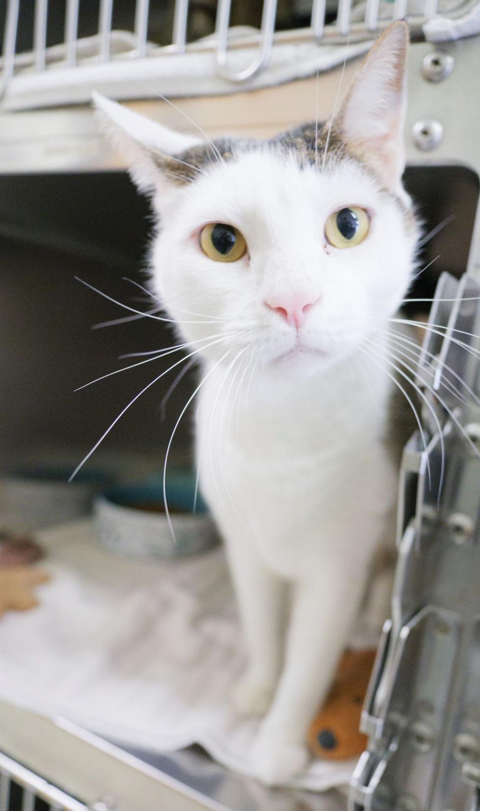 Donald, an adopted Domestic Short Hair in Valdosta, GA image 5/6