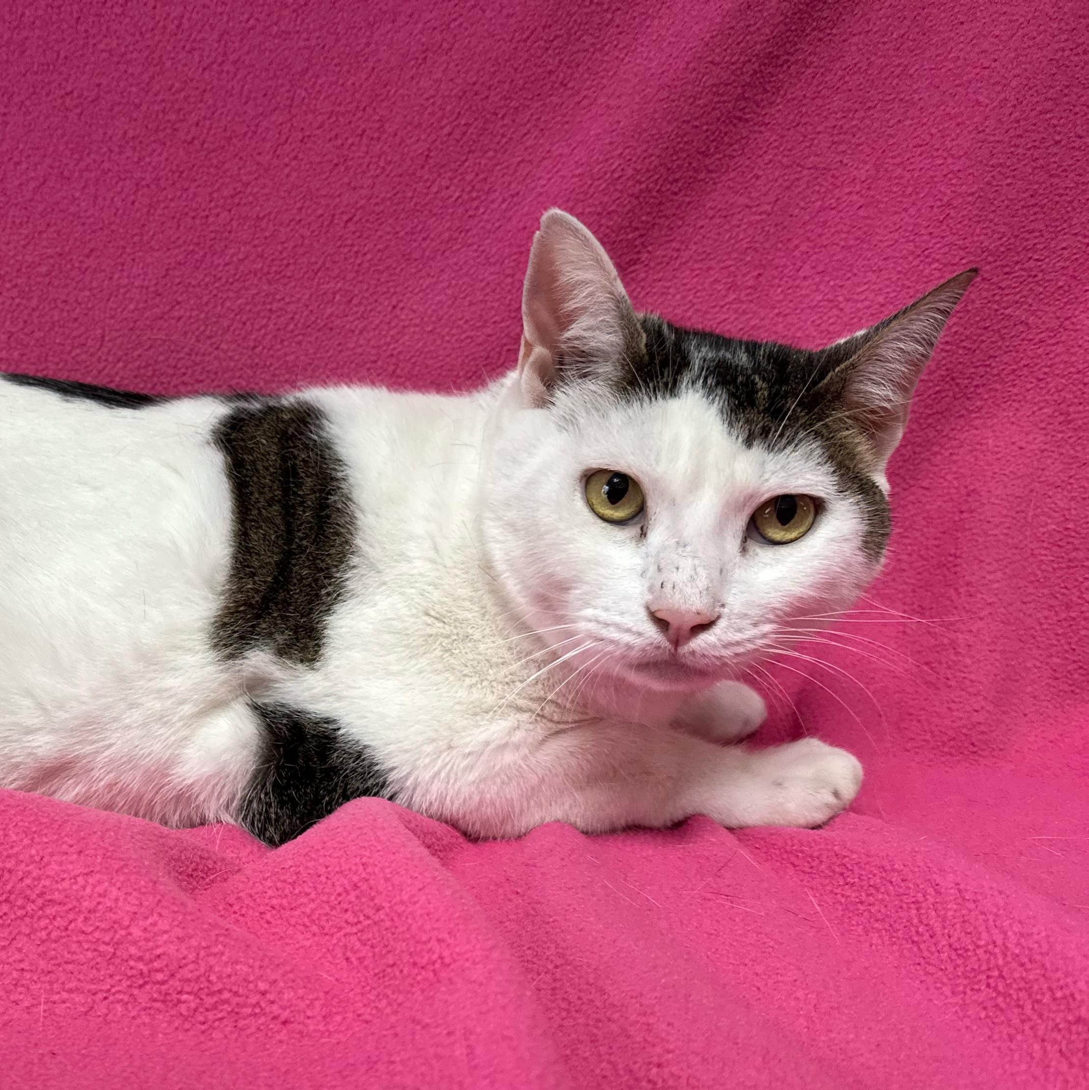 Donald, a Adoptable Domestic Short Hair in Valdosta, GA image 2/3