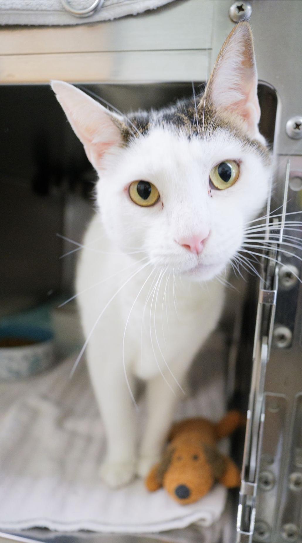 Donald, an adopted Domestic Short Hair in Valdosta, GA image 3/6