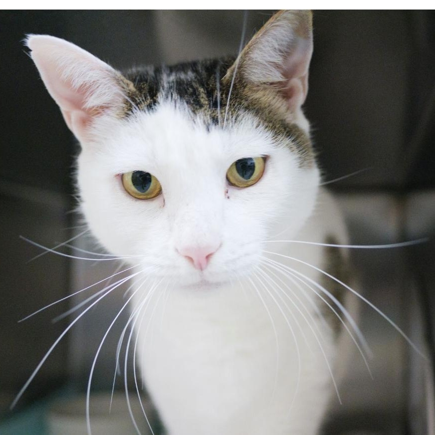 Donald, an adopted Domestic Short Hair in Valdosta, GA image 6/6