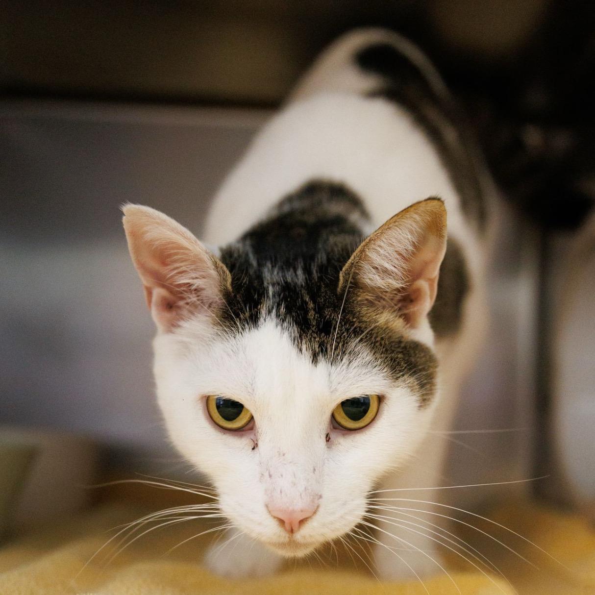 Donald, a Adoptable Domestic Short Hair in Valdosta, GA image 3/3