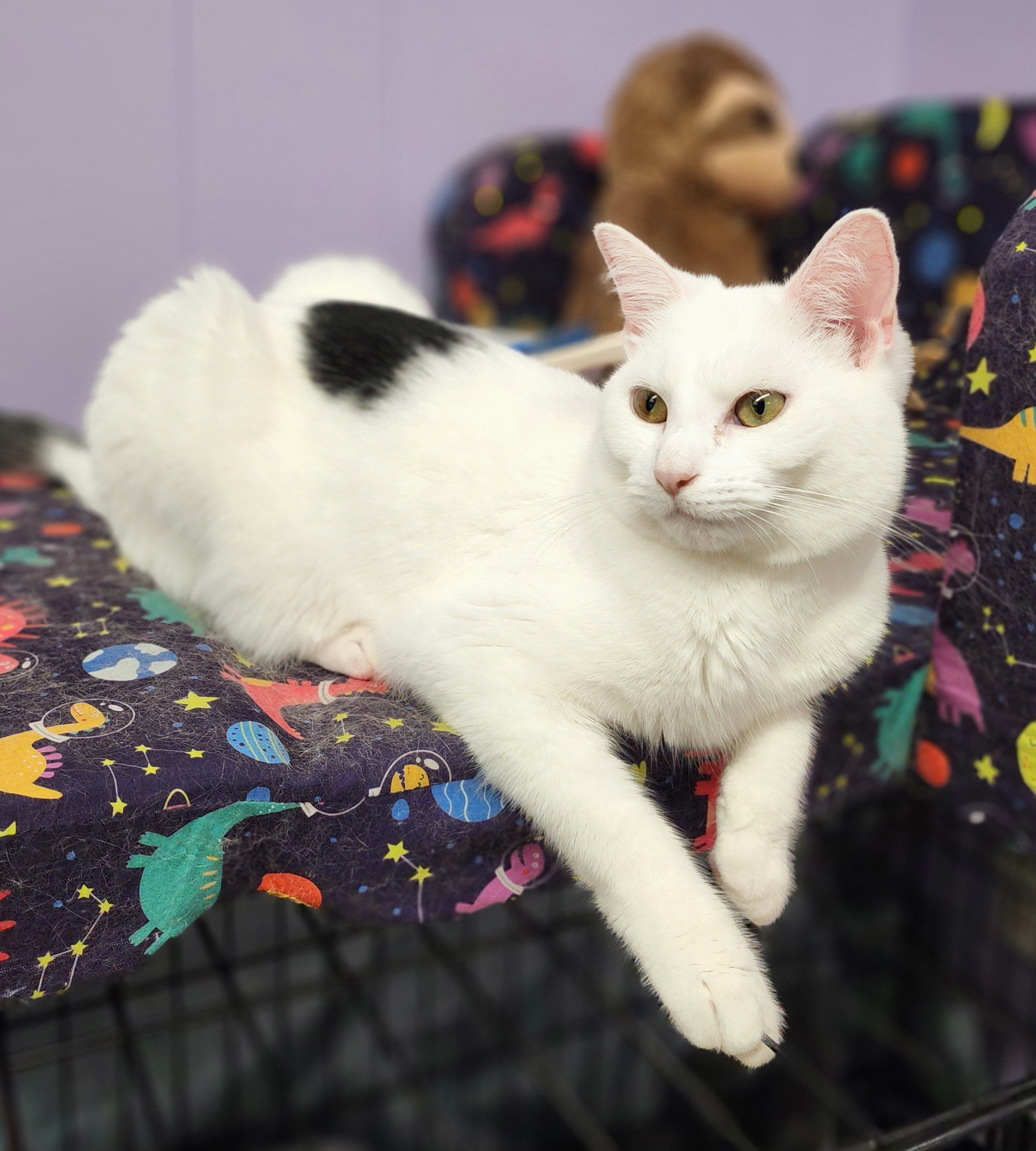 Mullin, a Adoptable Domestic Short Hair in Warwick, RI image 5/5