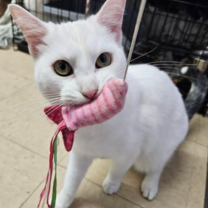 Mullin, Adoptable, Young Male Domestic Short Hair.