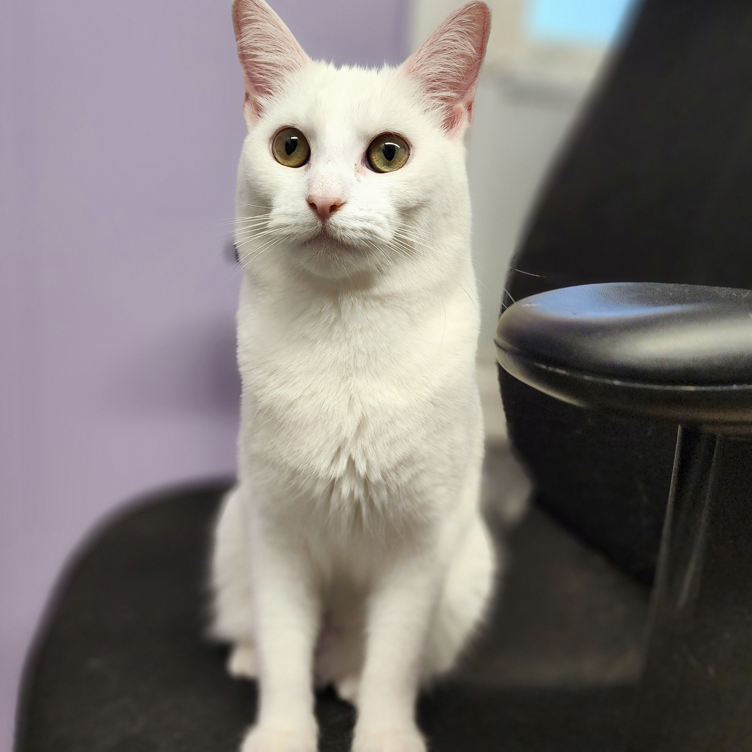 Mullin, a Adoptable Domestic Short Hair in Warwick, RI image 3/5