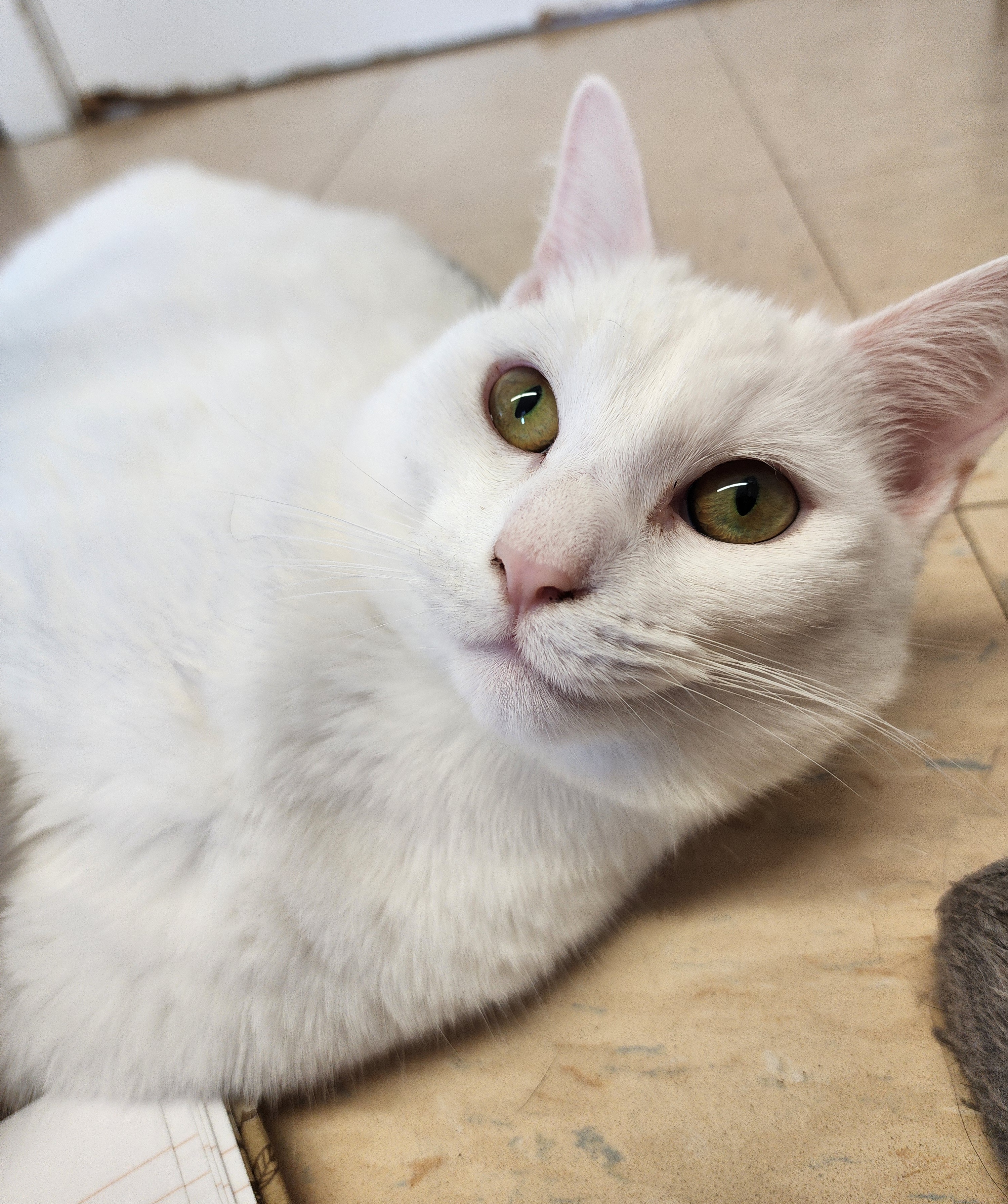 Mullin, a Adoptable Domestic Short Hair in Warwick, RI image 4/5