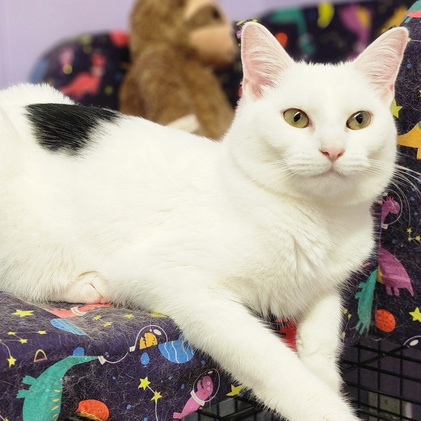 Mullin, a Adoptable Domestic Short Hair in Warwick, RI image 2/5