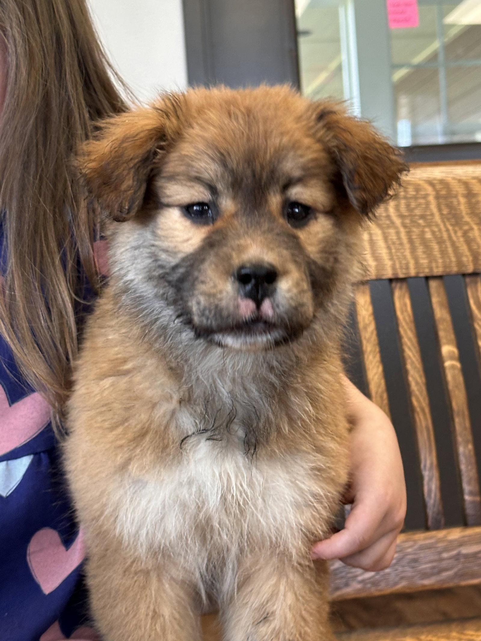 Enlarge Gidget, a Adoptable mixed breed in Polson, MT image 1/1