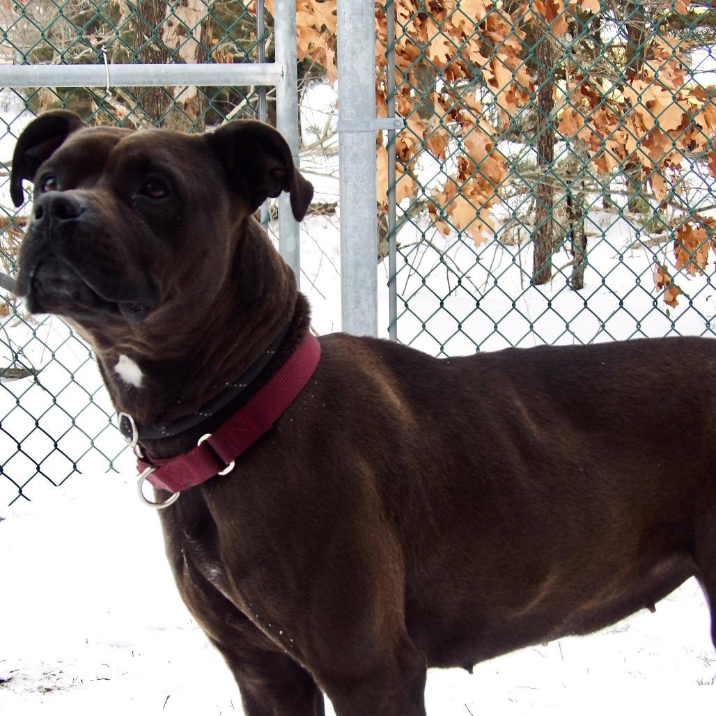 Pinky (In Foster), Adoptable, Adult Female Pit Bull Terrier & Rottweiler.
