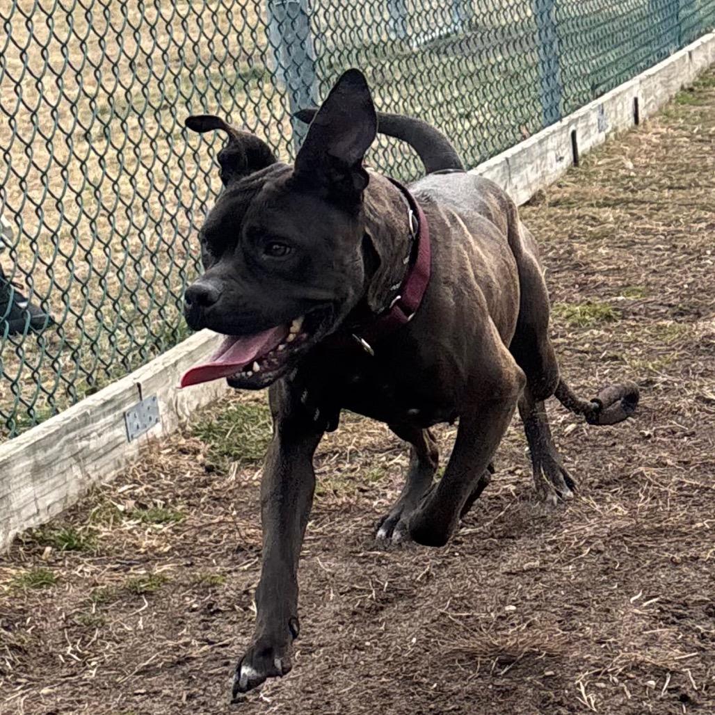 Enlarge Pinky (In Foster), a Adoptable mixed breed in Vineland, NJ image 2/6