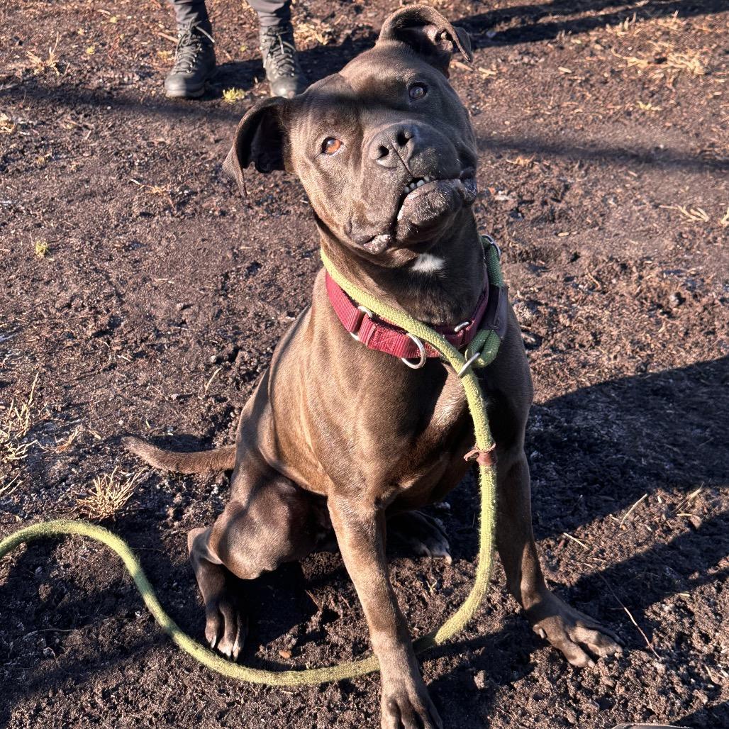Enlarge Pinky (In Foster), a Adoptable mixed breed in Vineland, NJ image 3/6
