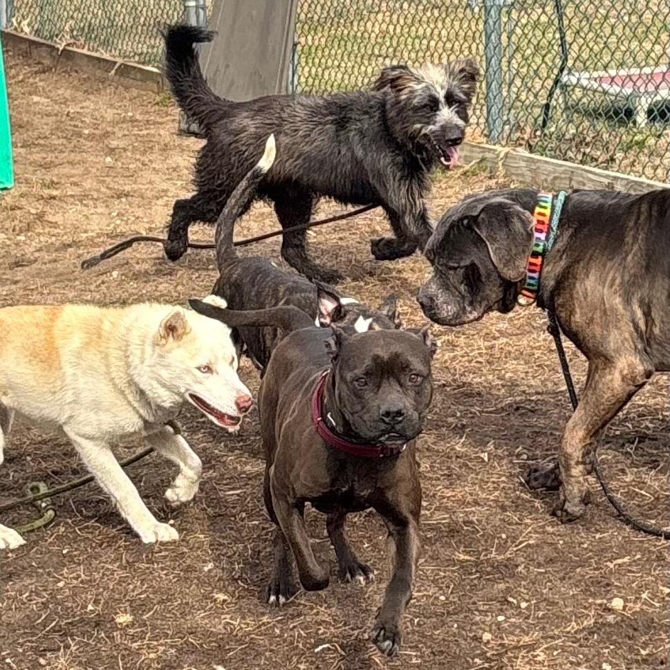 Enlarge Pinky (In Foster), a Adoptable mixed breed in Vineland, NJ image 4/6