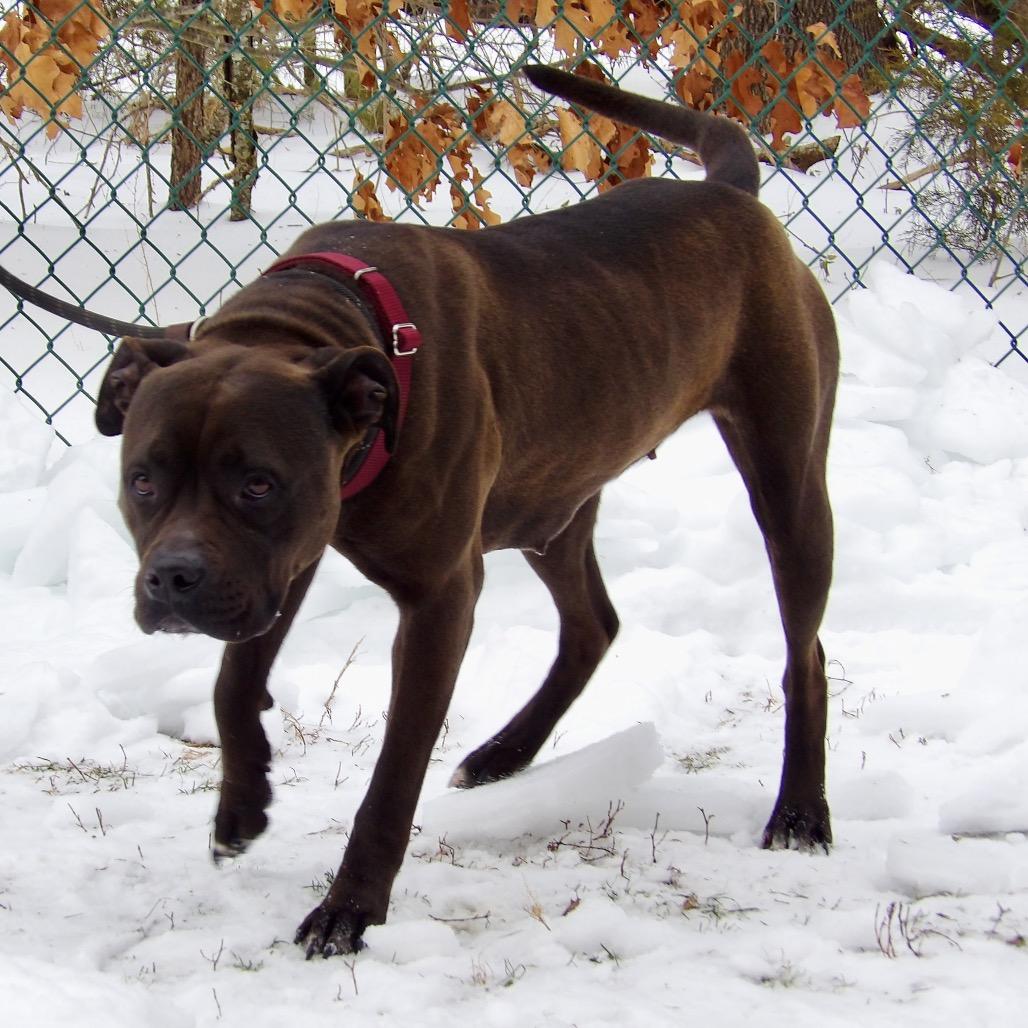 Enlarge Pinky (In Foster), a Adoptable mixed breed in Vineland, NJ image 5/6