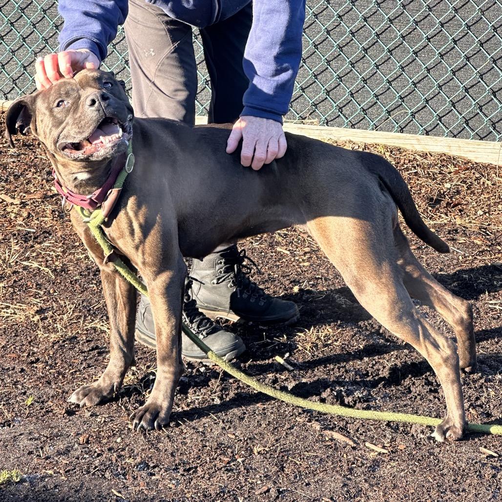 Enlarge Pinky (In Foster), a Adoptable mixed breed in Vineland, NJ image 6/6