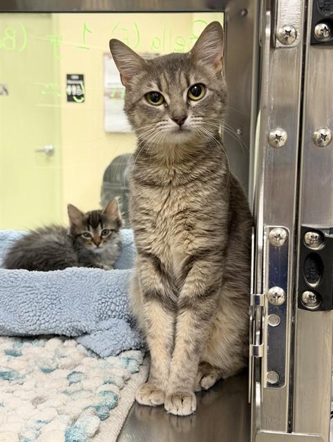 Enlarge BELLA, a Adoptable Domestic Short Hair in Fort Myers, FL image 1/1