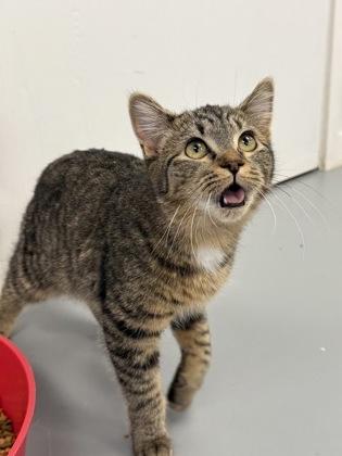 Enlarge Lyra, a Adoptable mixed breed in Mount Pleasant, IA image 2/3