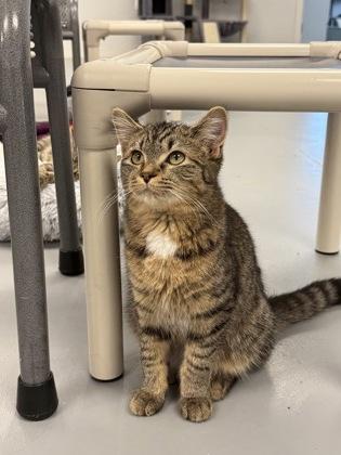 Lyra, Adoptable, Kitten Female Domestic Short Hair & Domestic Short Hair.