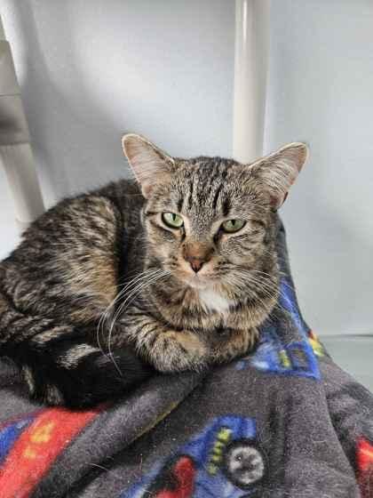 Enlarge Lyra, a Adoptable mixed breed in Mount Pleasant, IA image 2/3