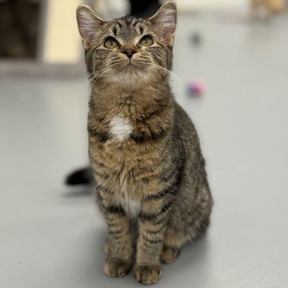 Enlarge Lyra, a Adoptable mixed breed in Mount Pleasant, IA image 3/3