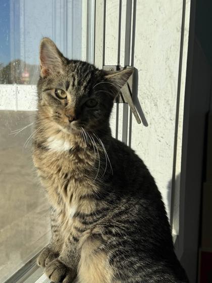 Enlarge Lyra, a Adoptable mixed breed in Mount Pleasant, IA image 3/3
