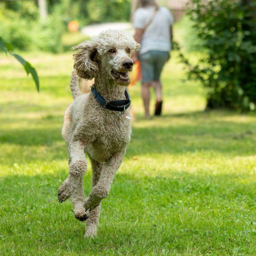 King, Adoptable, Young Male Standard Poodle.
