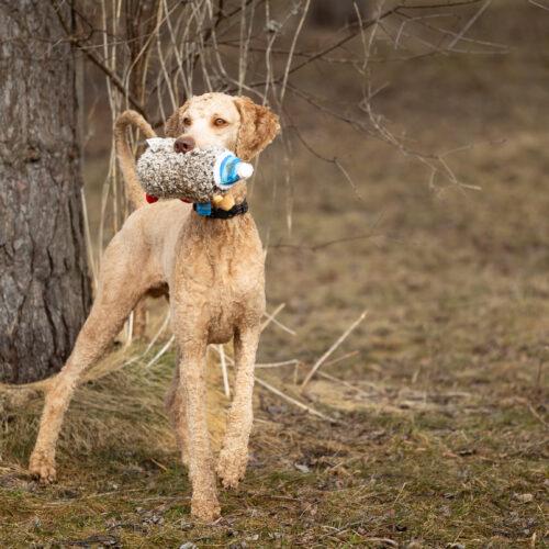Enlarge King, a Adoptable Standard Poodle in Wolfville, NS image 2/5