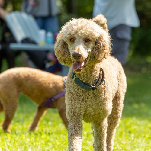 Enlarge King, a Adoptable Standard Poodle in Wolfville, NS image 3/5