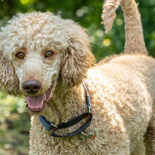 Enlarge King, a Adoptable Standard Poodle in Wolfville, NS image 4/5