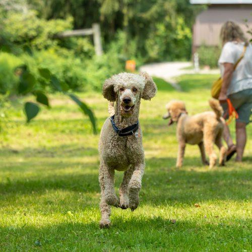 Enlarge King, a Adoptable Standard Poodle in Wolfville, NS image 5/5
