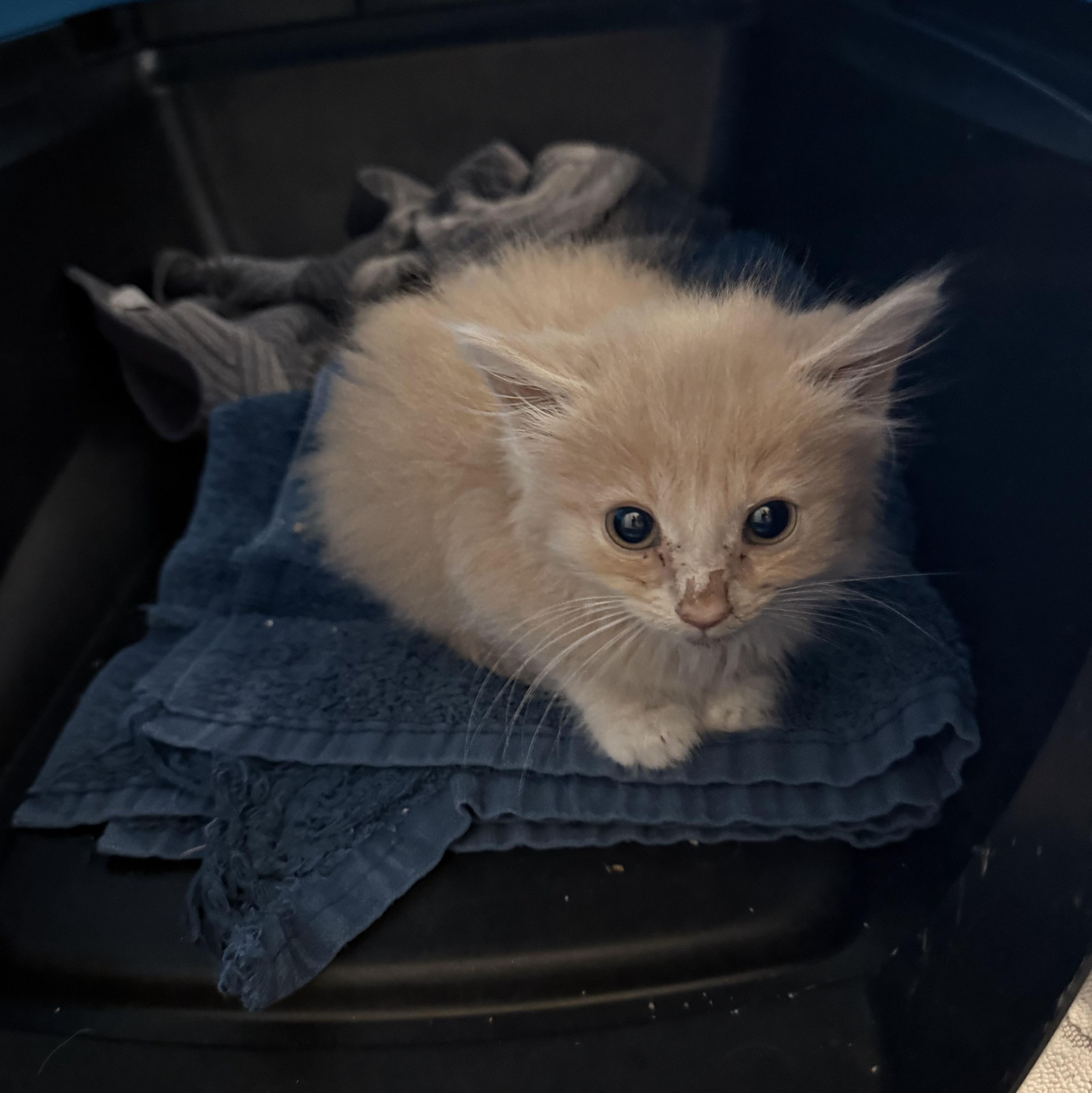 Enlarge Robbie 195, a ADOPTABLE Domestic Long Hair in Seneca, SC image 1/1