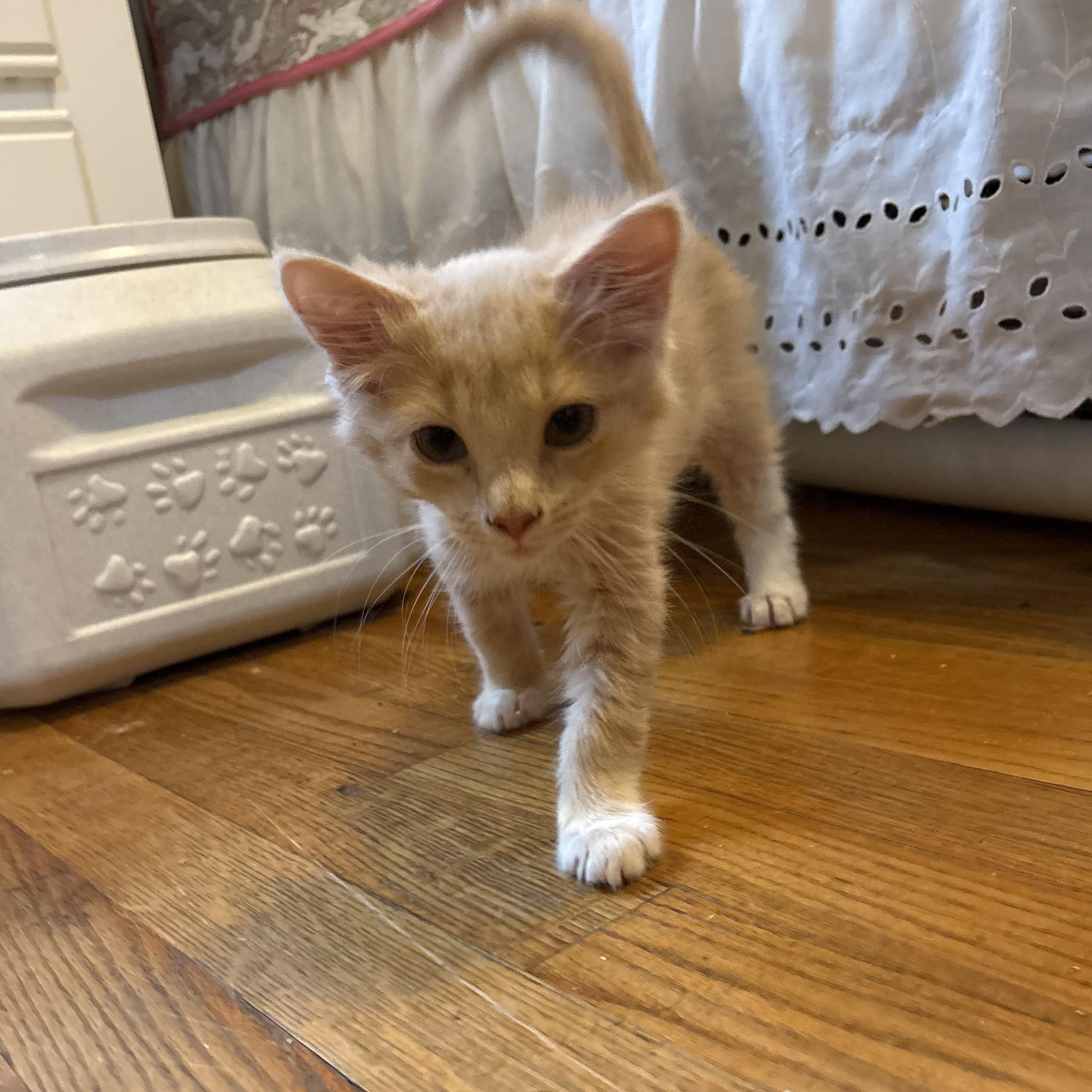 Robbie 75, ADOPTABLE, Kitten Male Domestic Long Hair.