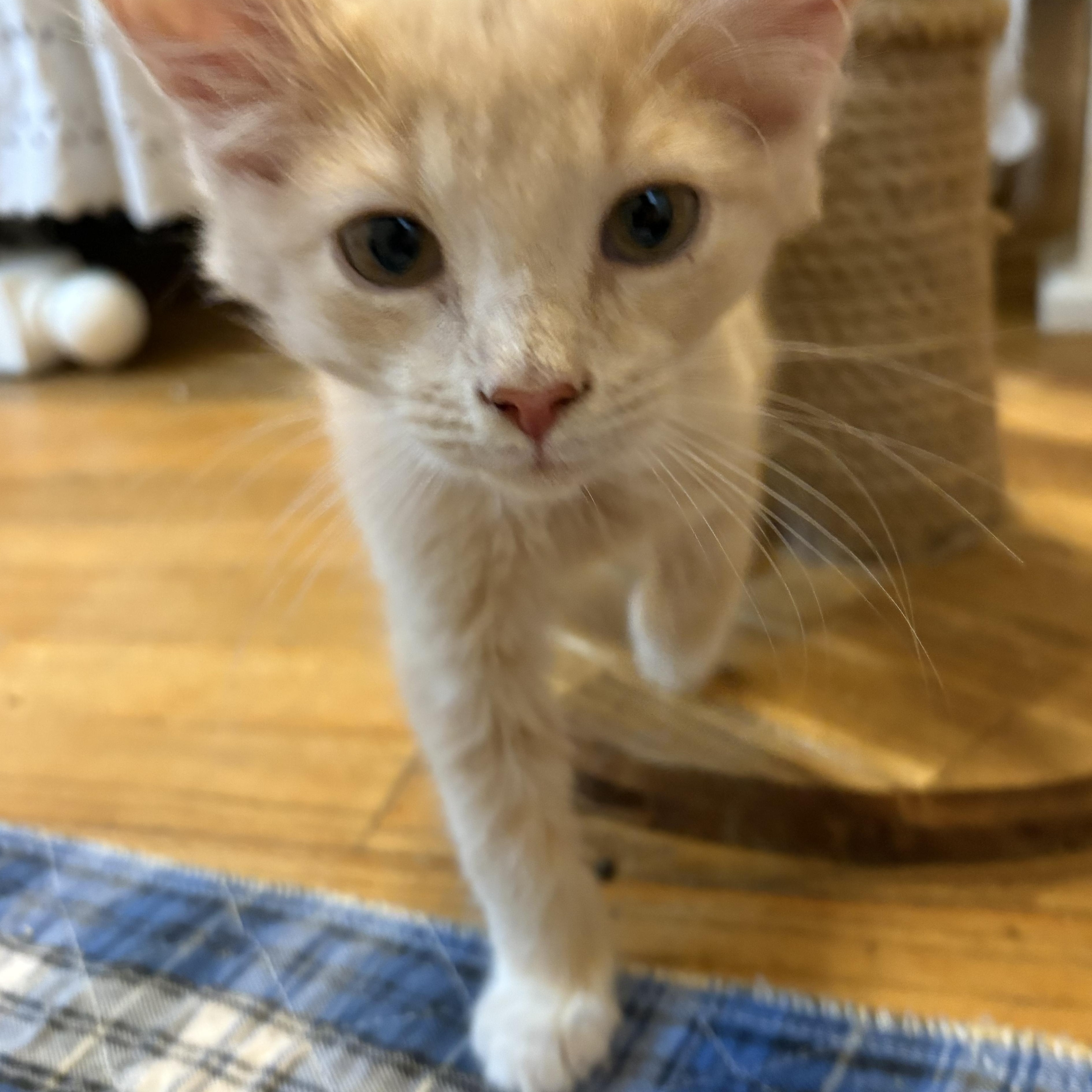 Enlarge Robbie 75, a ADOPTABLE Domestic Long Hair in Seneca, SC image 2/3