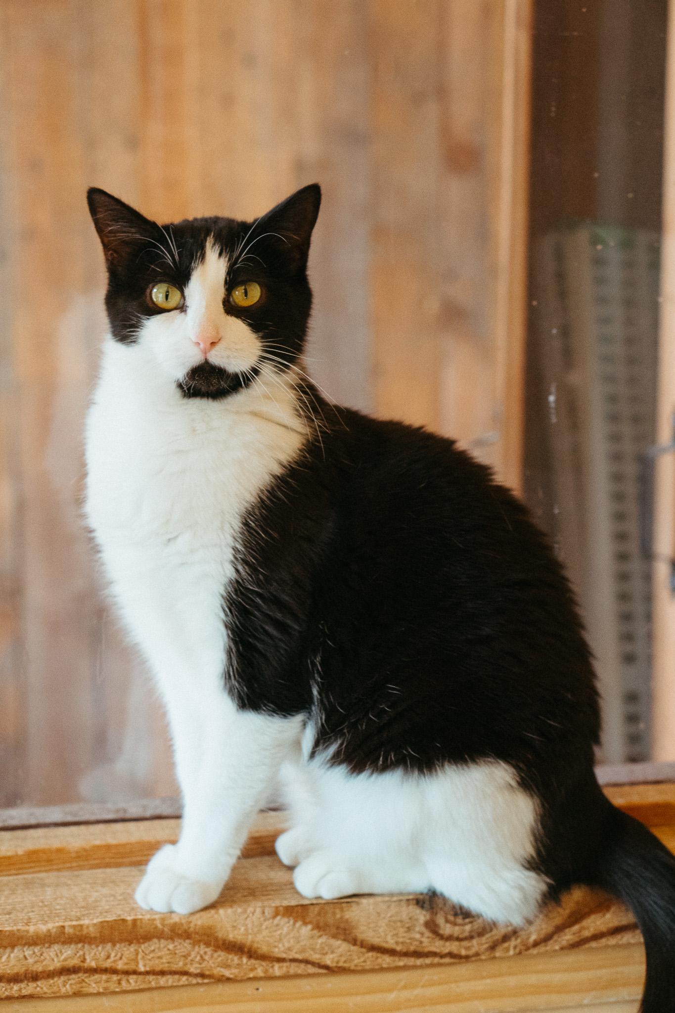 Enlarge Stormy, a Adoptable Domestic Short Hair in Jackson, WY image 1/1