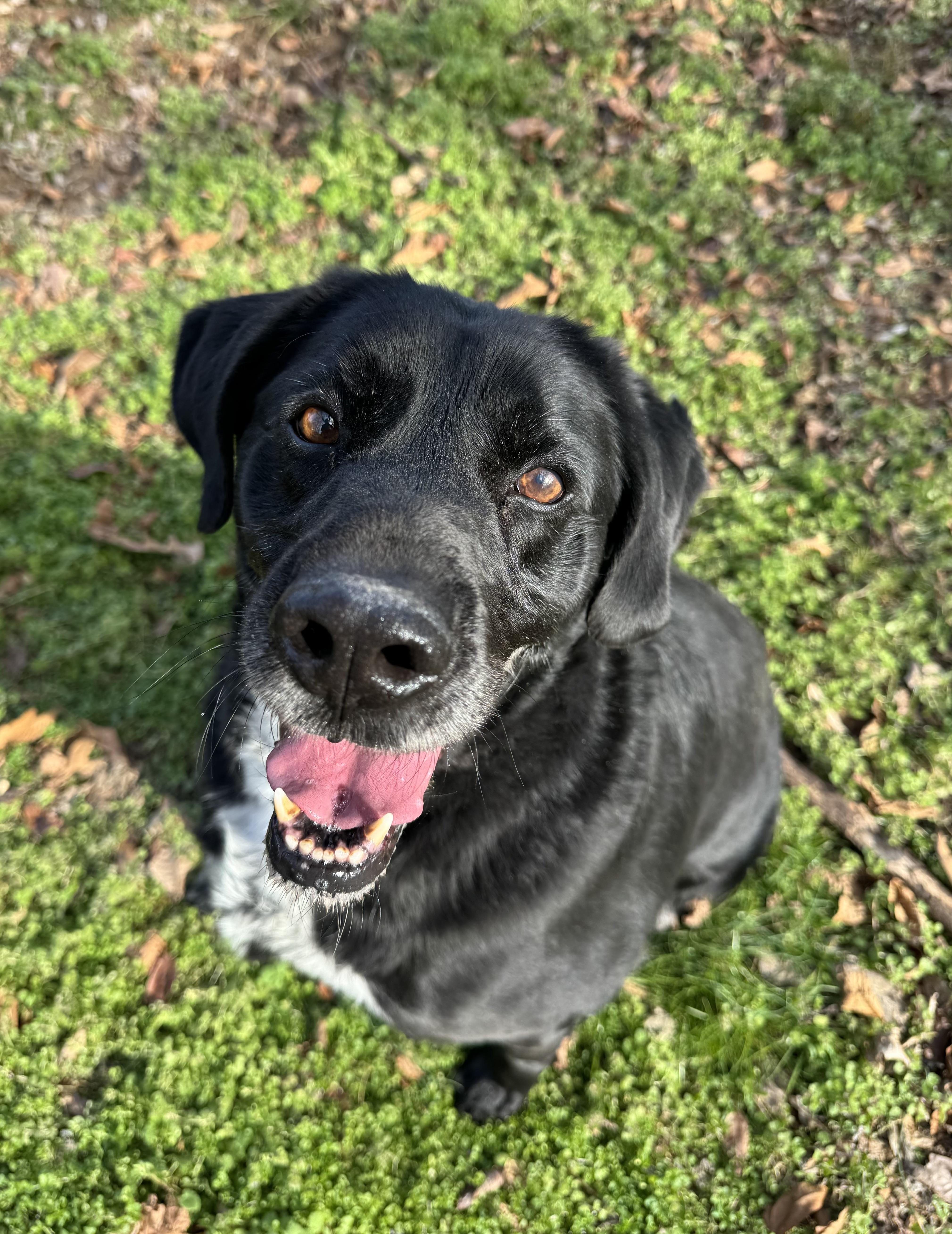 Enlarge Jacks , a ADOPTABLE Black Labrador Retriever in Loudon, TN image 1/3