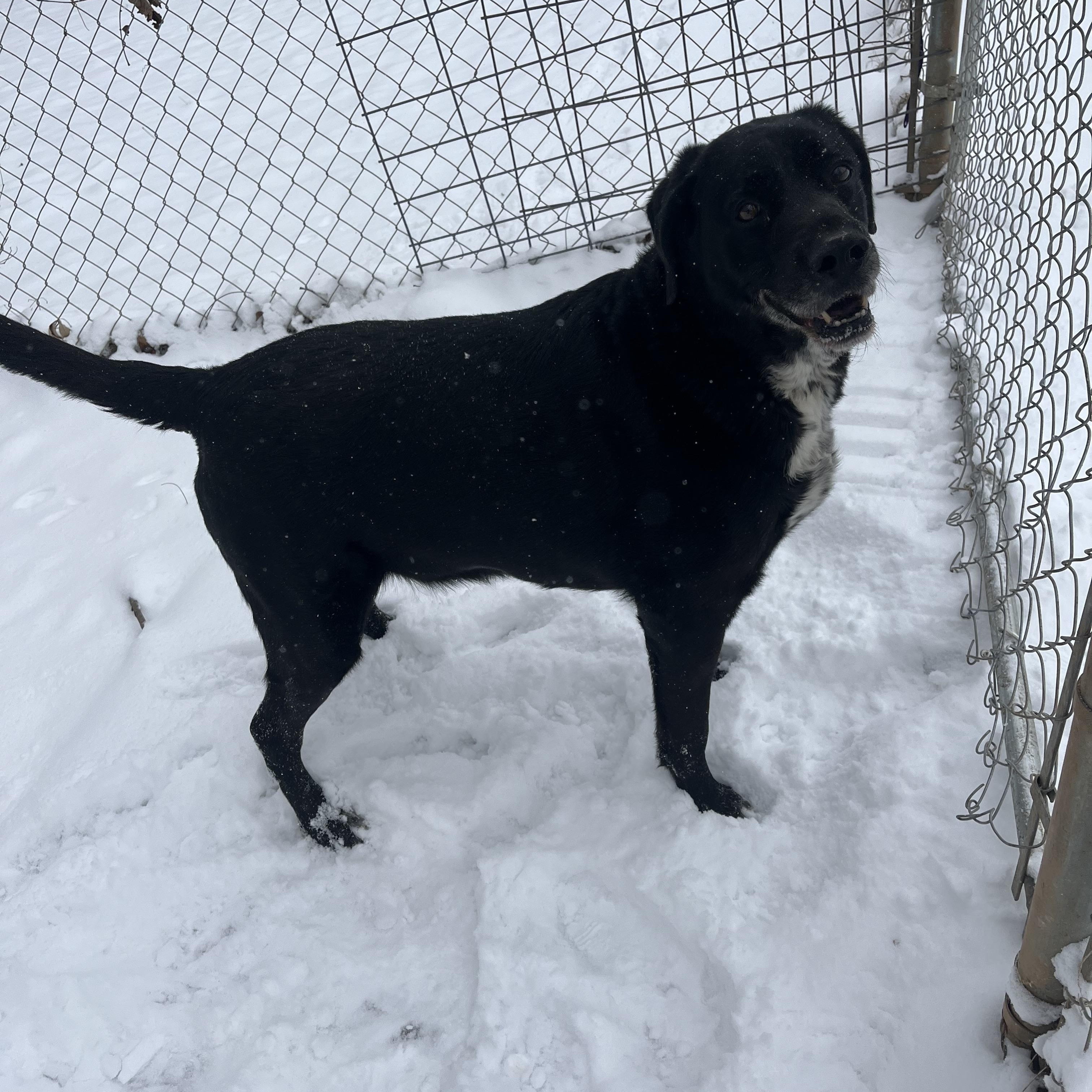 Enlarge Jacks , a ADOPTABLE Black Labrador Retriever in Loudon, TN image 3/3