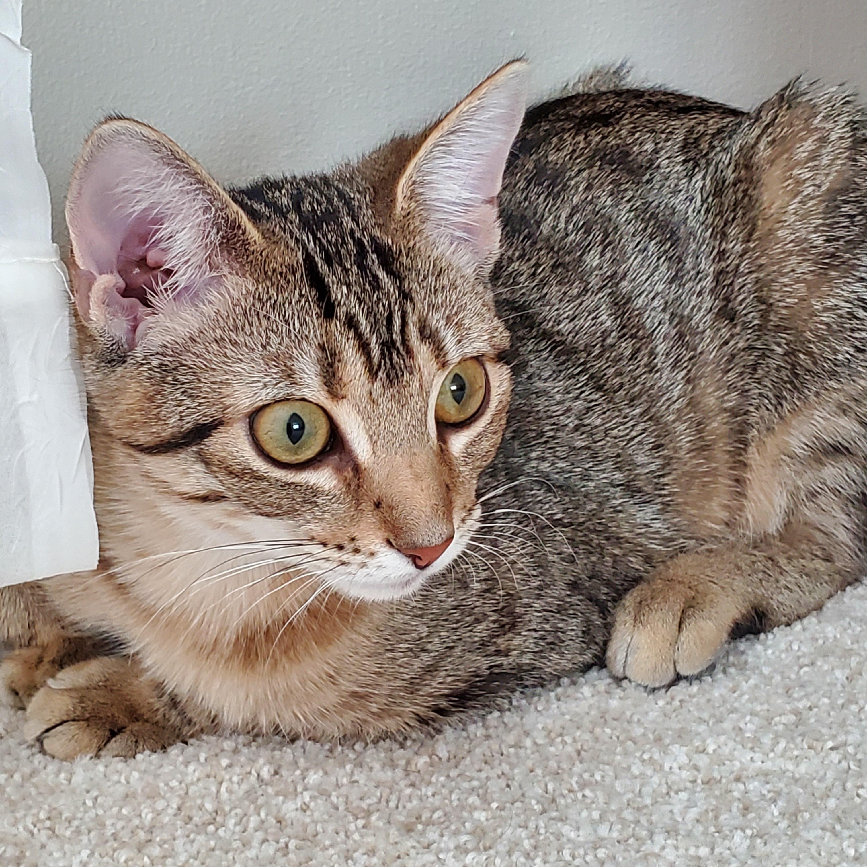 Enlarge TOFU, a Adoptable Domestic Short Hair in Hamilton, NJ image 4/4