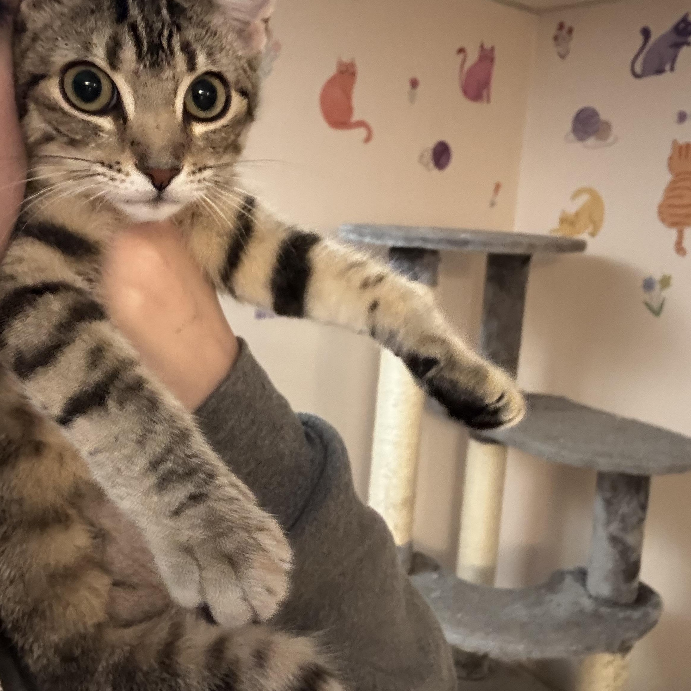 Enlarge TOFU, a Adoptable Domestic Short Hair in Hamilton, NJ image 3/4