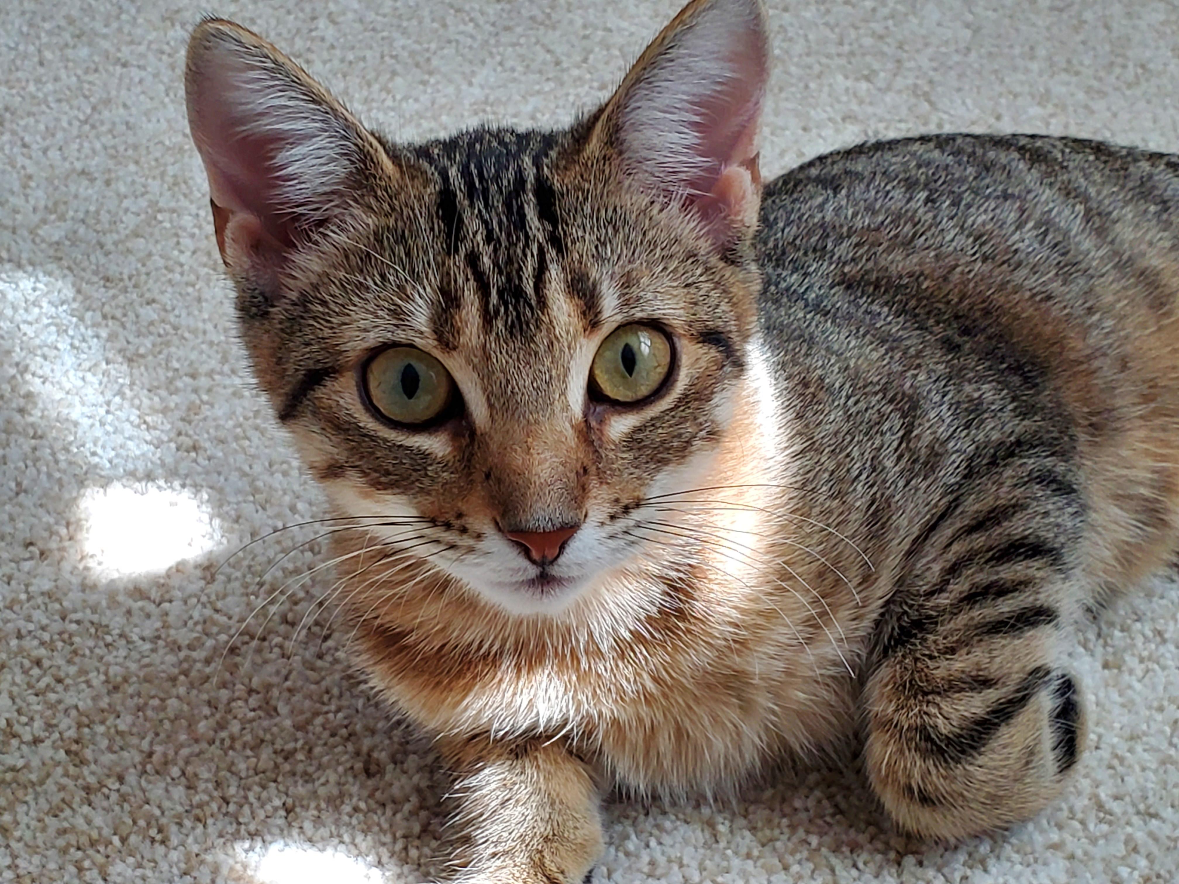 Enlarge TOFU, a Adoptable Domestic Short Hair in Hamilton, NJ image 1/4