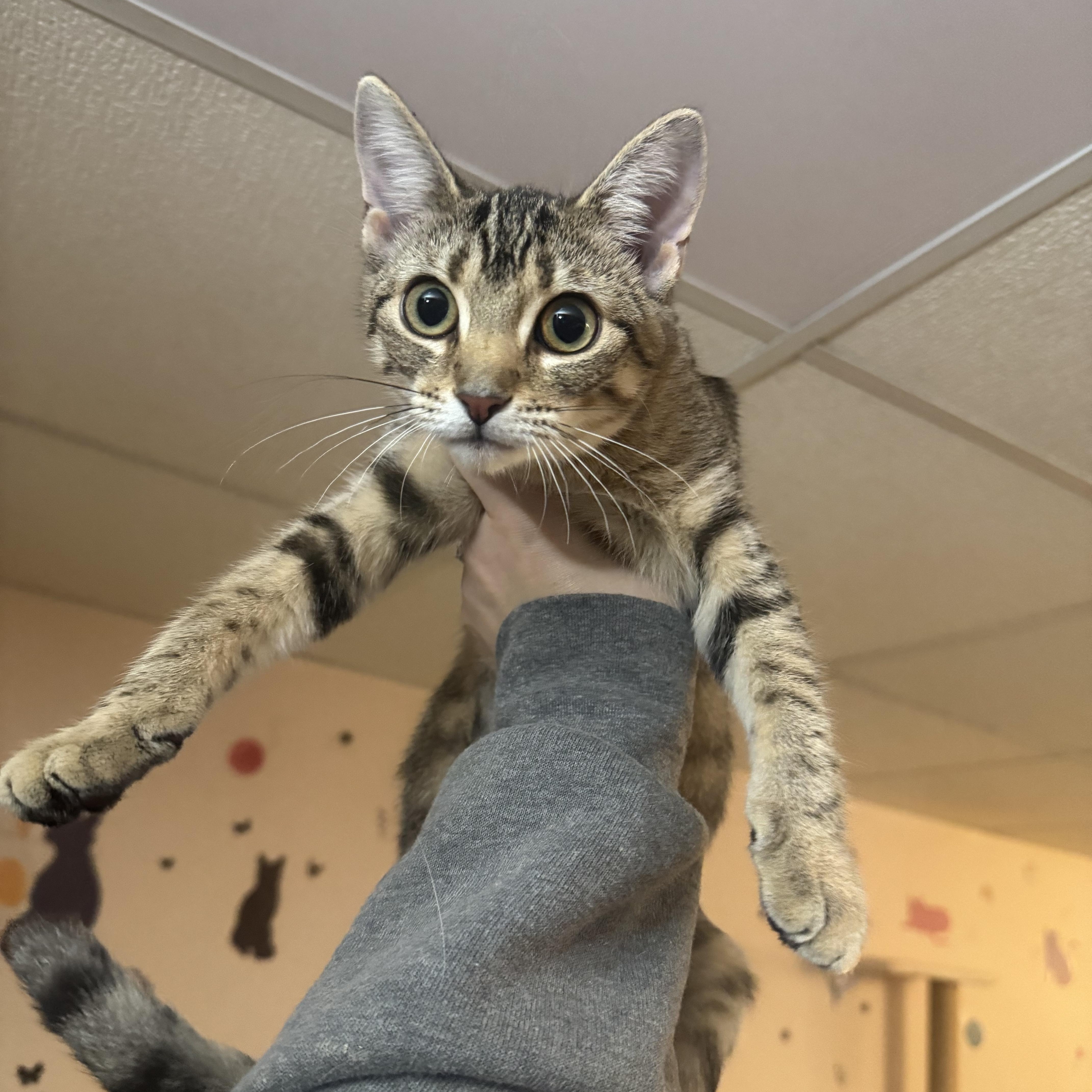 Enlarge TOFU, a Adoptable Domestic Short Hair in Hamilton, NJ image 2/4