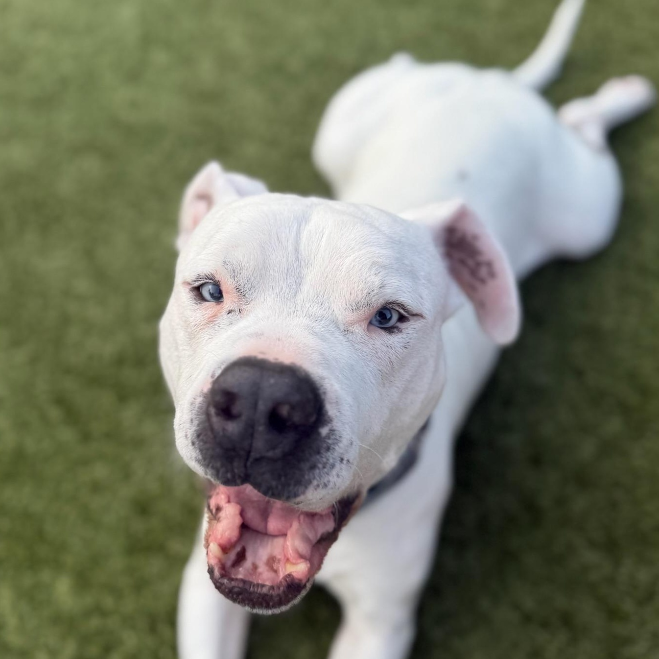 BeetleJuice, adopted, Senior Male Pit Bull Terrier.