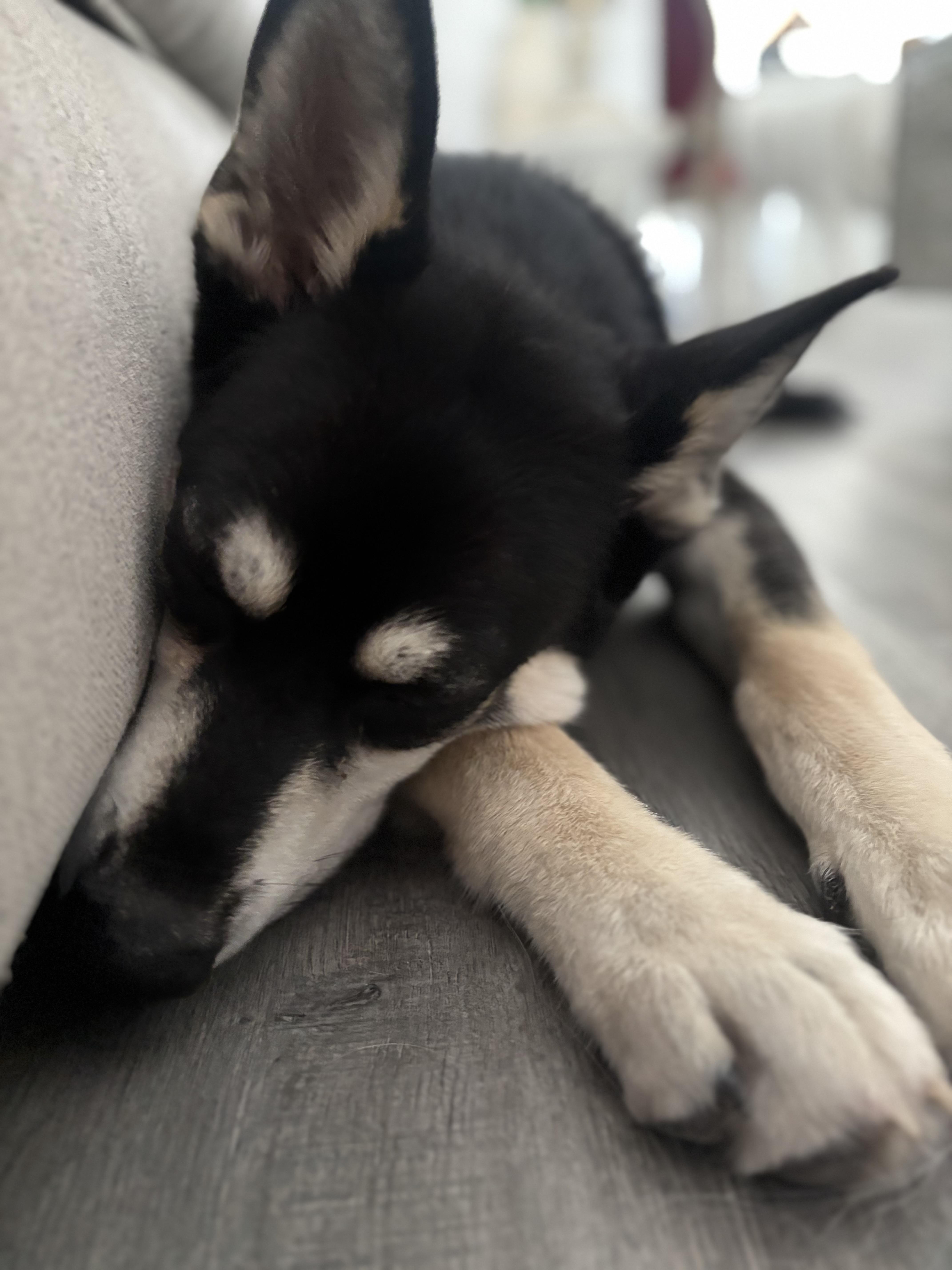 Enlarge Alfie, a Adoptable mixed breed in Springfield , IL image 2/5