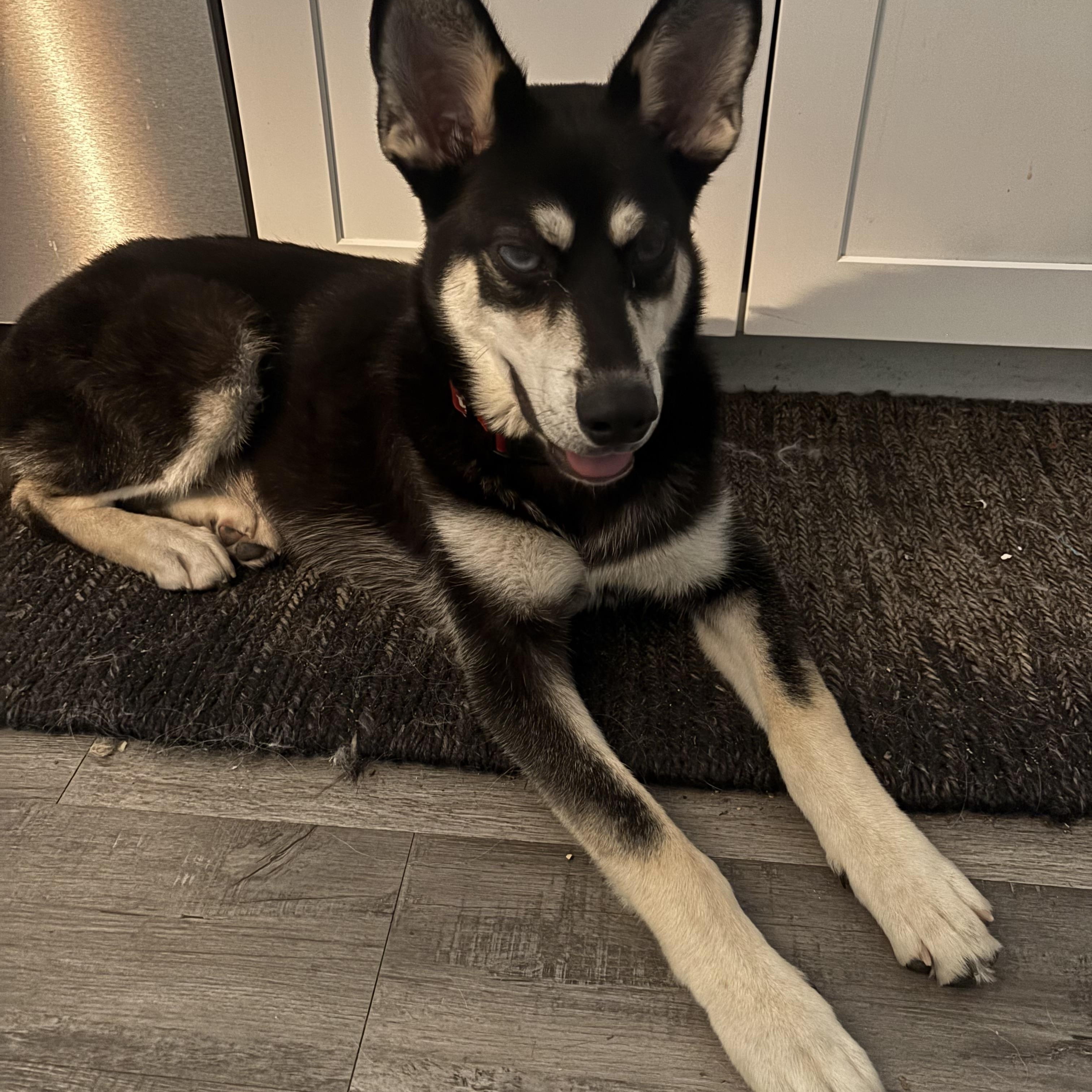 Enlarge Alfie, a Adoptable mixed breed in Springfield , IL image 3/5